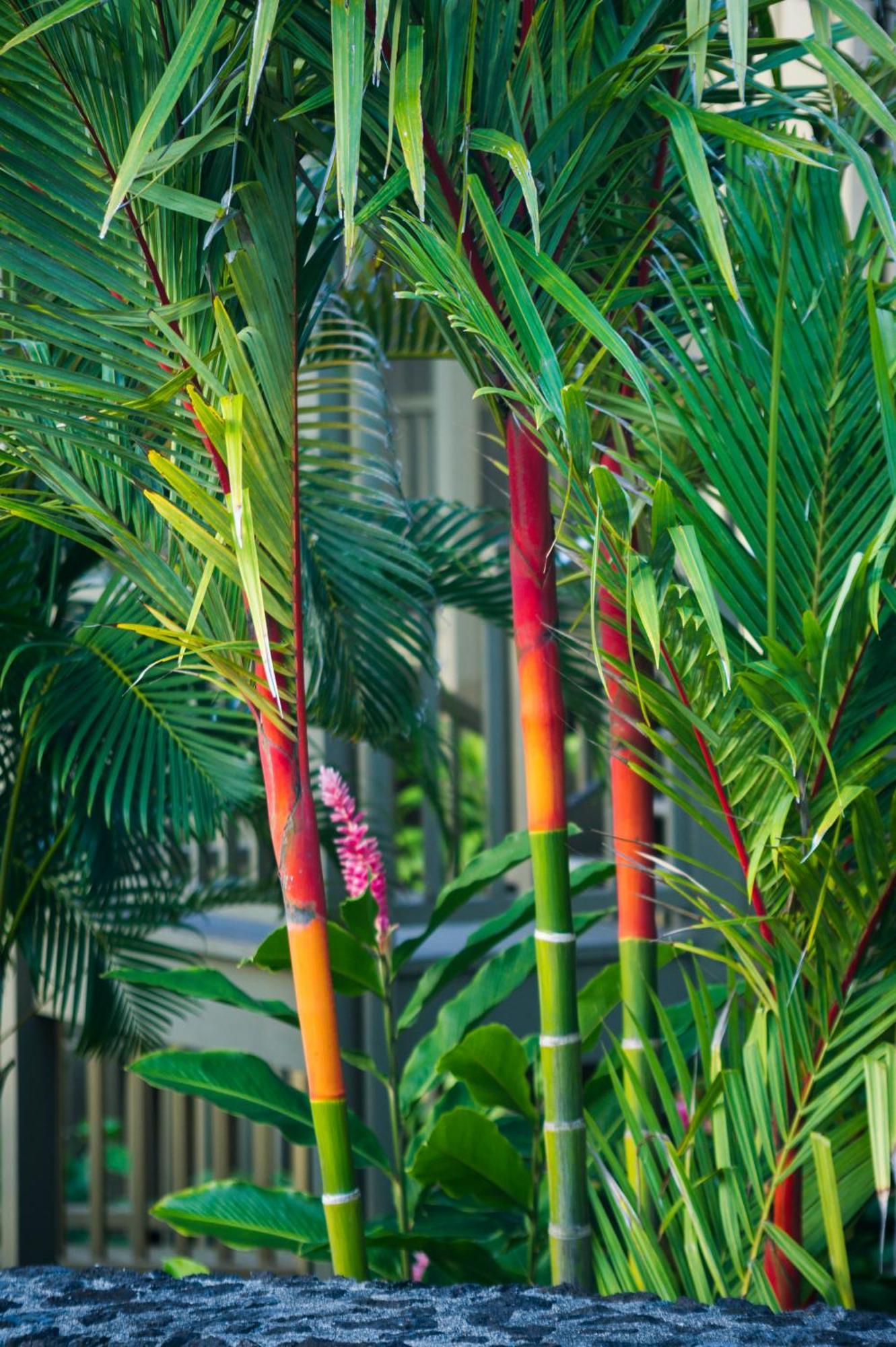 Hana Kai Maui - #106 Kuakahi Partial Oceanview Studio Esterno foto